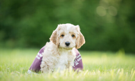 CVS Selects Hearing Dogs for Deaf People as Charity of the Year