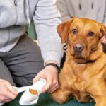 Canine Expert Urges New Government for Enhanced Safety Measures in Pet Industries
