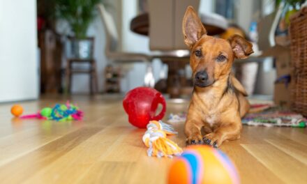 SGS Identifies Growing Need for Pet Product Safety as Pet Ownership Rises