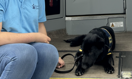 Gloucestershire Bus Company Supports Guide Dog Trainers with Free Travel