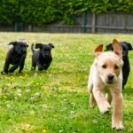 Guide Dogs UK Trials AI Gut Health Test on Puppies
