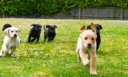 Guide Dogs UK Trials AI Gut Health Test on Puppies