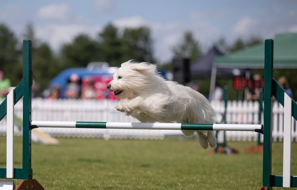 Kennel Club International Agility Festival Returns