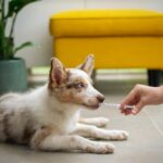 Pet Probiotics Market Predicted to Reach USD 1.1 Billion by 2034 amid Rising Pet Health Awareness