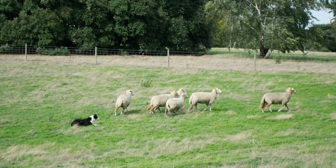 Scotland’s New Vet School Open for Applications