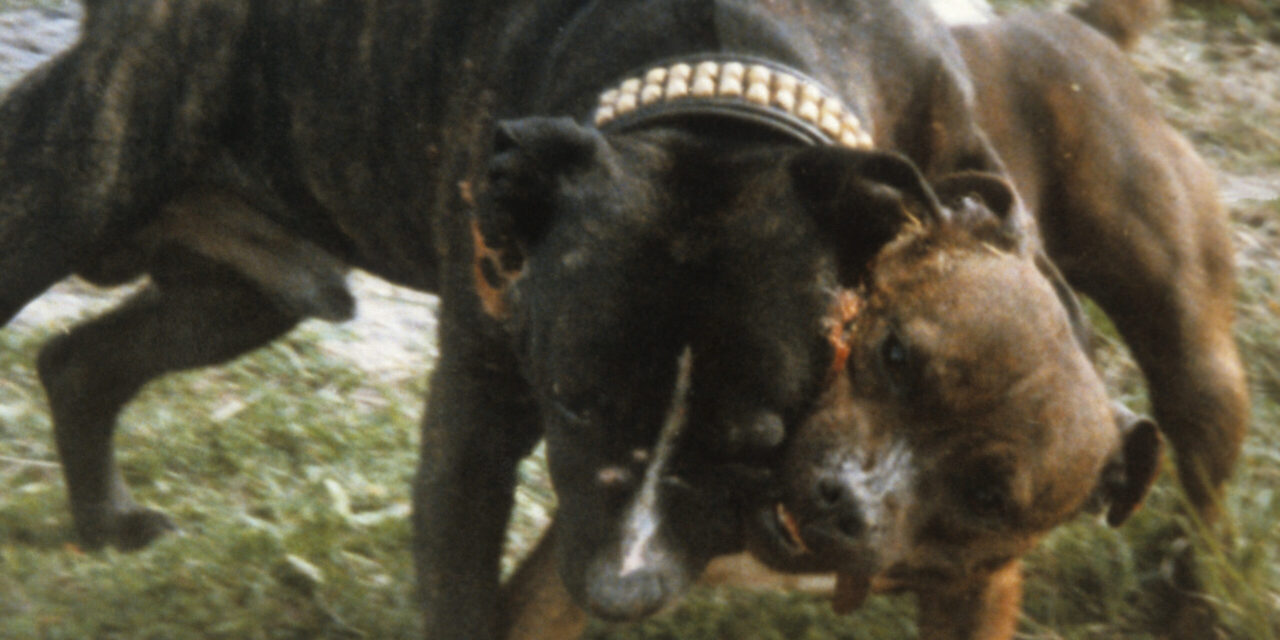 RSPCA Reports Rise in Dog Fighting Reports