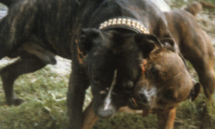 RSPCA Reports Rise in Dog Fighting Reports