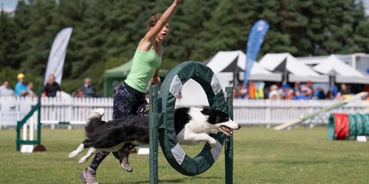 Kennel Club’s International Agility Festival 2024: A Showcase of Canine Talent