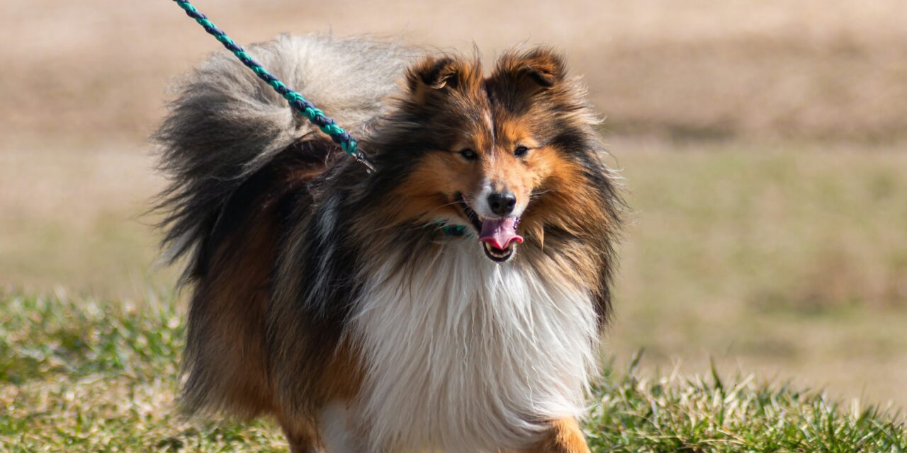 Walkie Dogs: New Social Dog Walking Club Launches Across 74 UK Cities