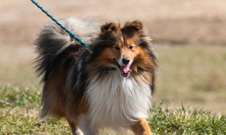 Walkie Dogs: New Social Dog Walking Club Launches Across 74 UK Cities