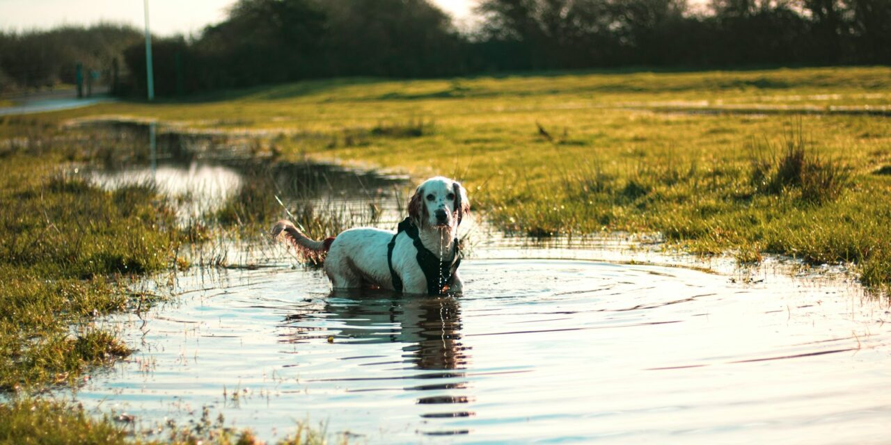 Blue-Green Algae Warning: Pet Health Expert Alerts Dog Owners to Toxic Threat