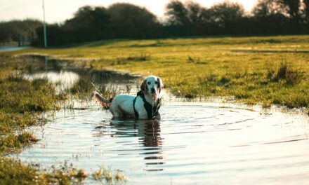 Blue-Green Algae Warning: Pet Health Expert Alerts Dog Owners to Toxic Threat