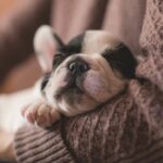 Rising Pet Insurance Costs Leave UK Owners Hesitant, Report Finds