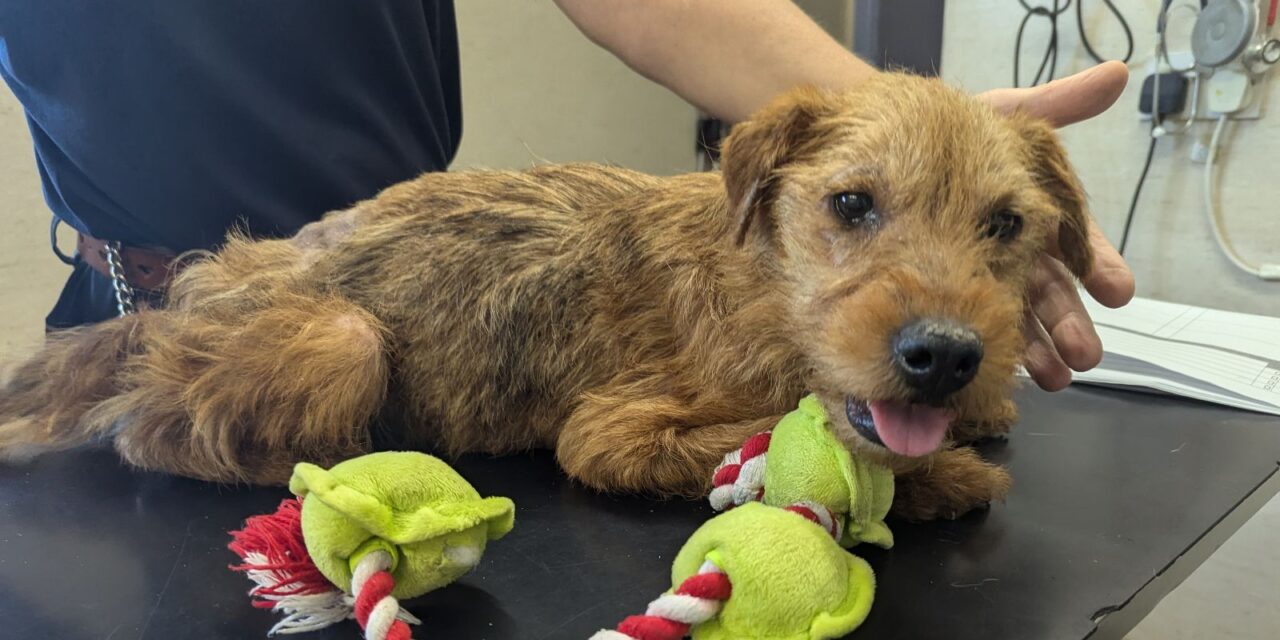 RSPCA Appeals for Information on Emaciated Terrier Abandoned in Crate in Maidstone