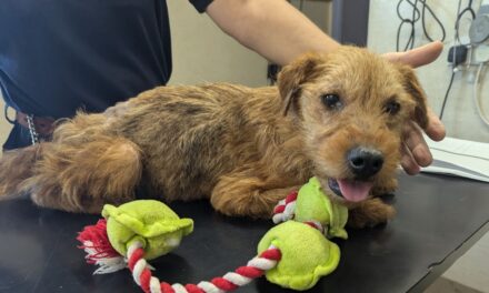 RSPCA Appeals for Information on Emaciated Terrier Abandoned in Crate in Maidstone