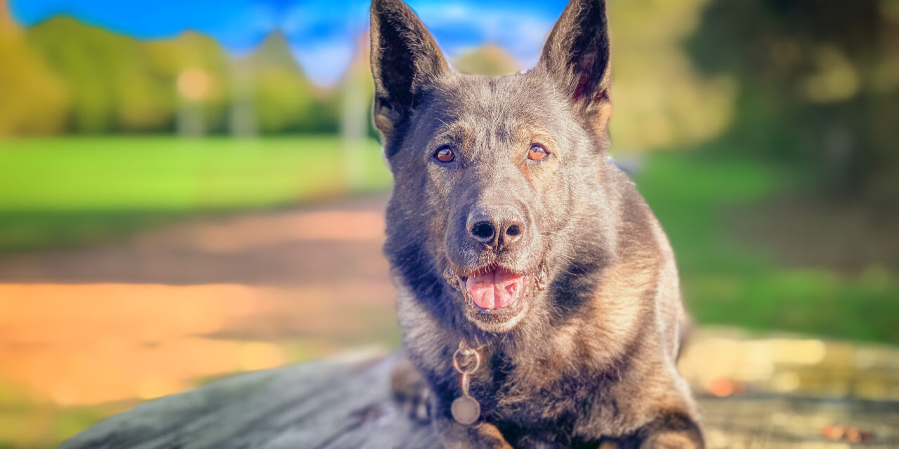 Retired Police Dog Captain Requires Urgent Spinal Surgery