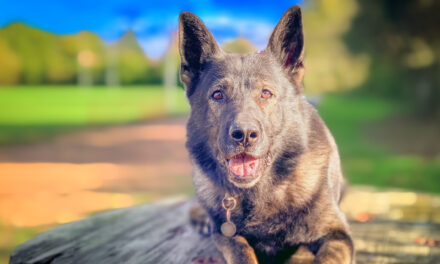 Retired Police Dog Captain Requires Urgent Spinal Surgery