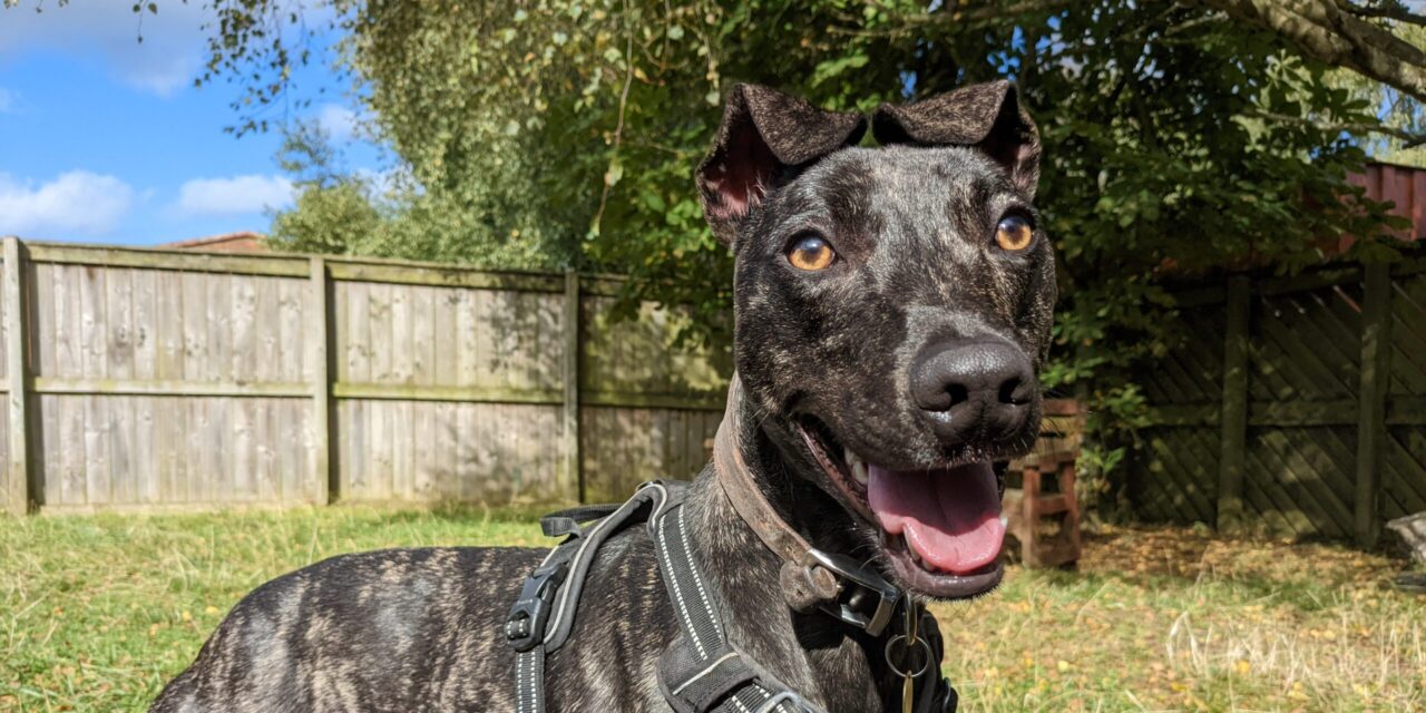 RSPCA Issues Third Rehoming Plea for Long-Staying Dog