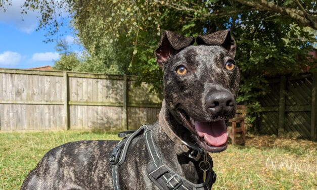 RSPCA Issues Third Rehoming Plea for Long-Staying Dog