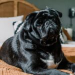 Rising Obesity in Pets Leads to Increased Health Risks, Petplan Reports