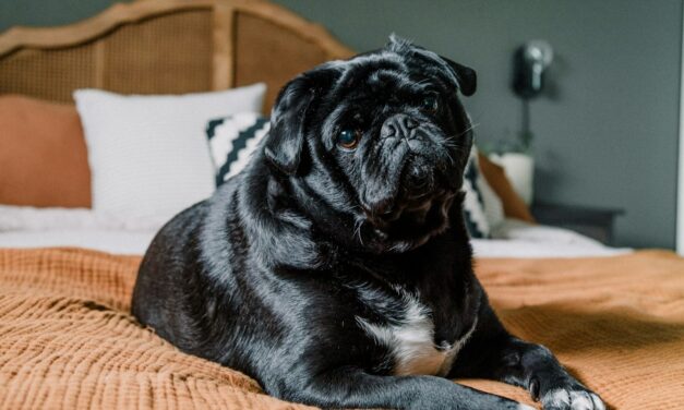 Rising Obesity in Pets Leads to Increased Health Risks, Petplan Reports