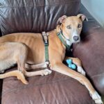 RSPCA Faces Rehoming Crisis as Two Lurchers Await Homes for Over 1,800 Days