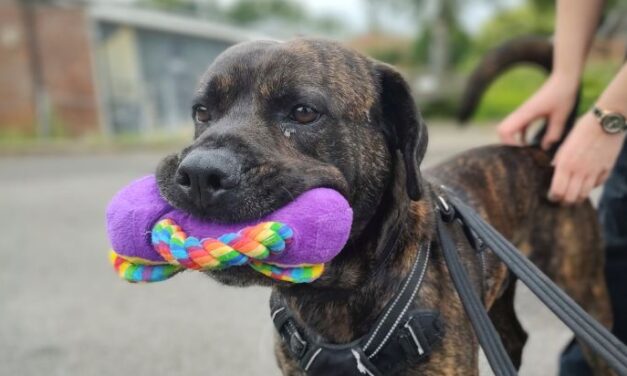 Long-Term Shelter Dog Diesel Seeks Forever Home After a Year in RSPCA Care