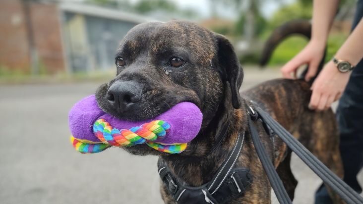 Long-Term Shelter Dog Diesel Seeks Forever Home After a Year in RSPCA Care