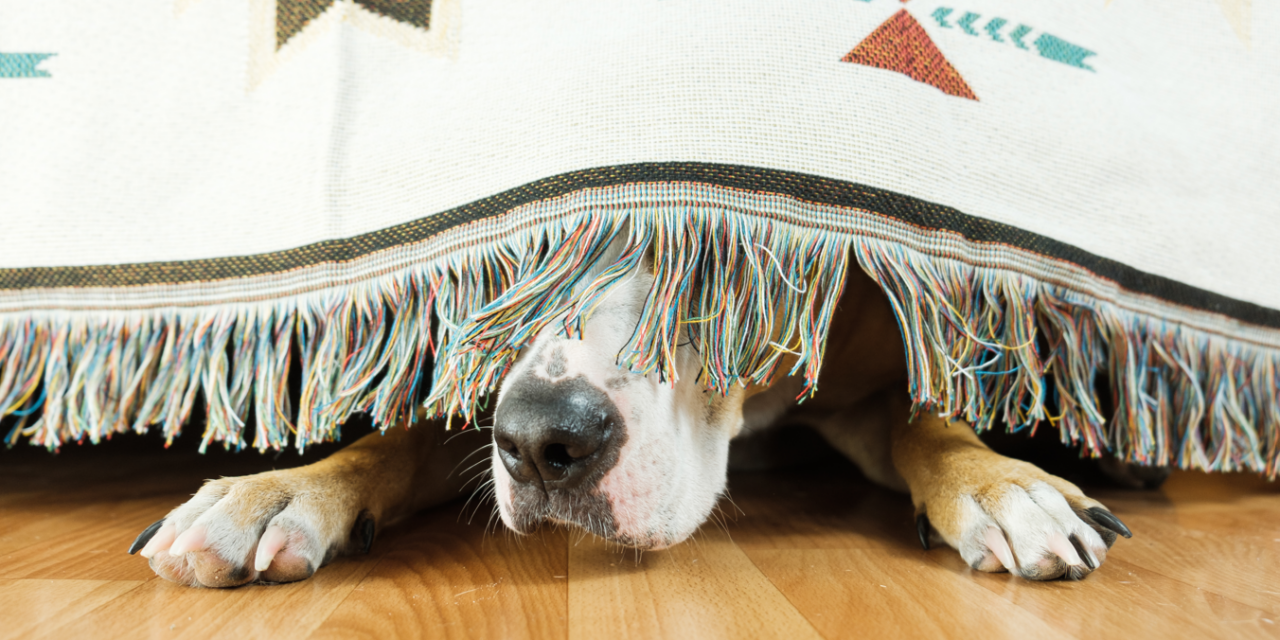 Helping Pets Cope with Firework Season: Expert Advice from Healthy Pet Store