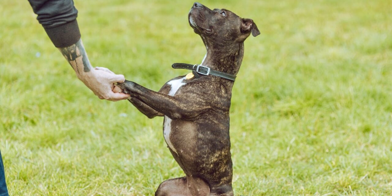 Staffie Hits One Year in Kennels as She Waits for a Forever Home