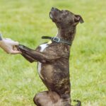 Staffie Hits One Year in Kennels as She Waits for a Forever Home