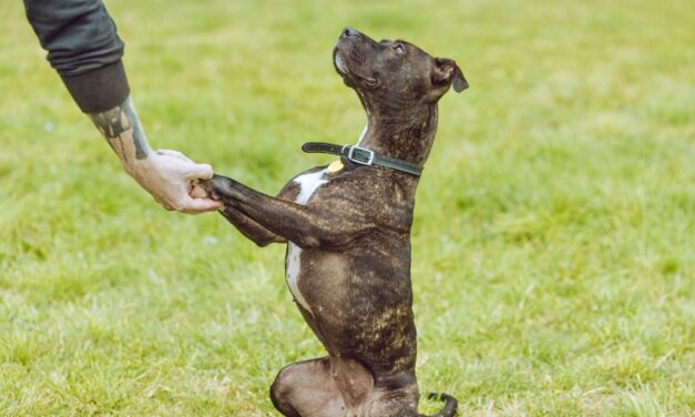 Staffie Hits One Year in Kennels as She Waits for a Forever Home