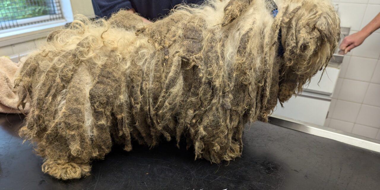 RSPCA Appeals for Information After Three Matted Dogs Abandoned Near York