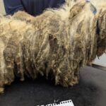 RSPCA Appeals for Information After Three Matted Dogs Abandoned Near York