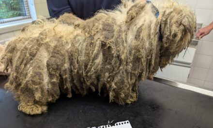 RSPCA Appeals for Information After Three Matted Dogs Abandoned Near York