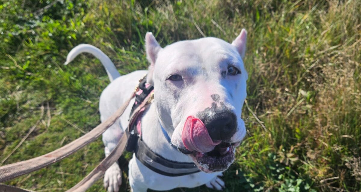 Deaf Dog Learns Sign Language to Find a New Home