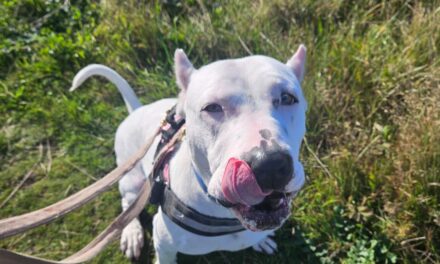 Deaf Dog Learns Sign Language to Find a New Home