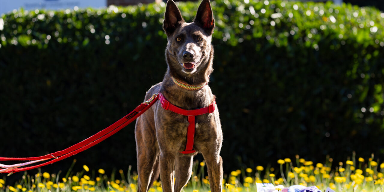 RSPCA’s Longest-Stay Dog Still Unadopted After 700 Days