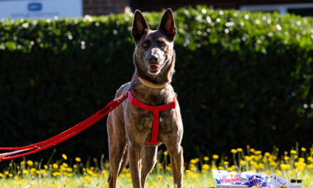 RSPCA’s Longest-Stay Dog Still Unadopted After 700 Days