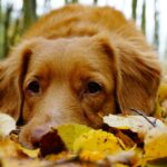 Dog Walkers Alerted to Dangers of Poisonous Mushrooms This Autumn