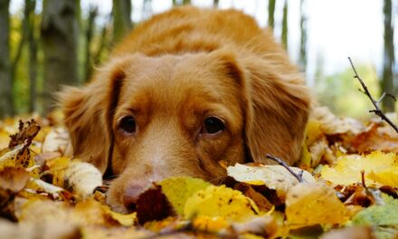 Appeal to Dog Walkers to Clean Up at Popular Loch Alsh Woodland Trail