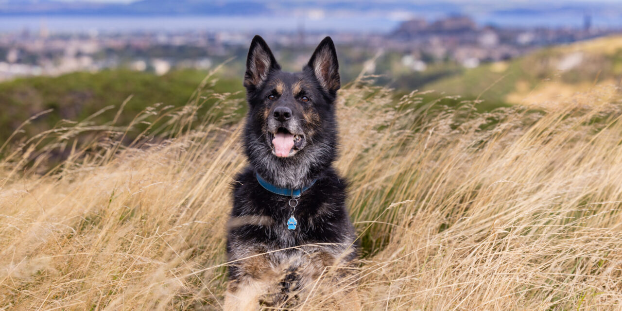 Thin Blue Paw Foundation Launches ‘Remembrance Paw’ to Honour Service Animals