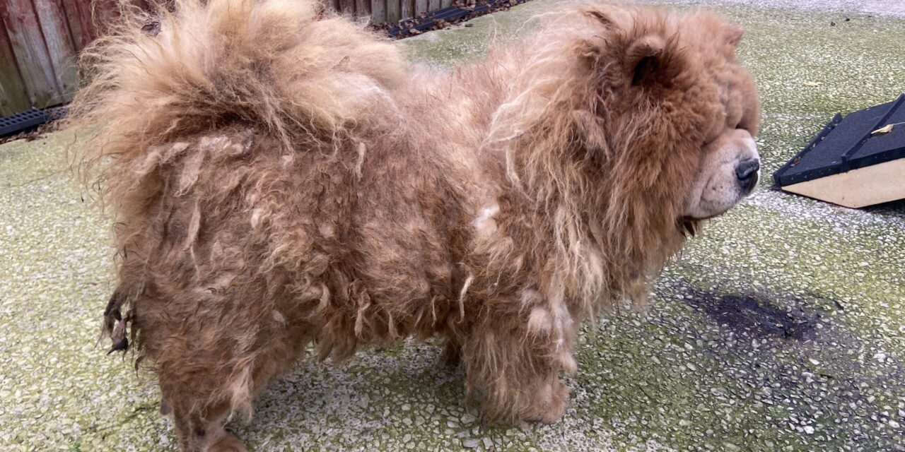 RSPCA Appeals for Information on Three Neglected Dogs Abandoned in Merseyside