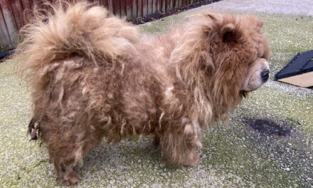 RSPCA Appeals for Information on Three Neglected Dogs Abandoned in Merseyside