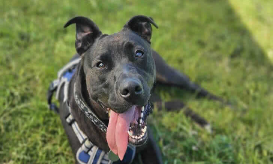 Abandoned Dog Raza Searches for New Home After Difficult Start