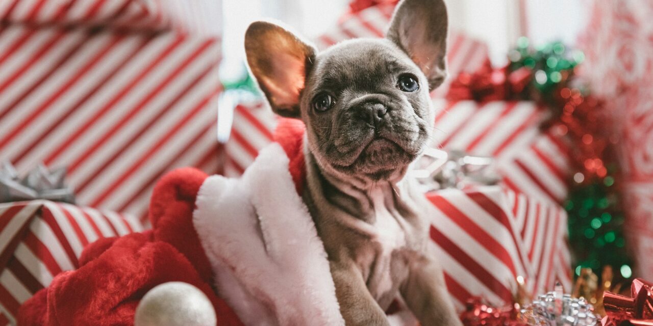 Puppies.co.uk Urges Caution Against Giving Puppies as Christmas Presents