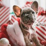 Puppies.co.uk Urges Caution Against Giving Puppies as Christmas Presents