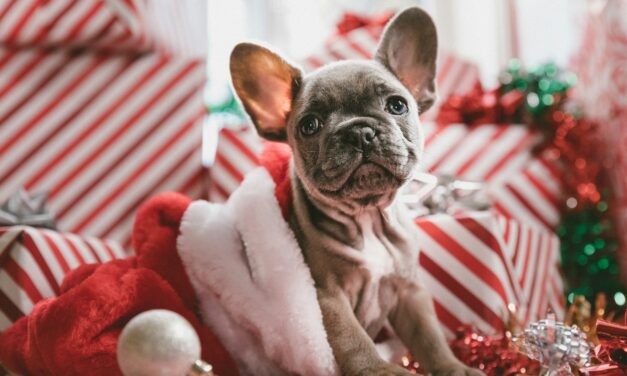 Puppies.co.uk Urges Caution Against Giving Puppies as Christmas Presents