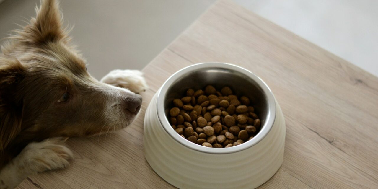 Global Dog Food Market Projected to Hit $53.88 Billion by 2028