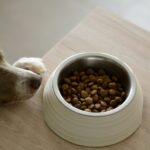 Global Dog Food Market Projected to Hit $53.88 Billion by 2028